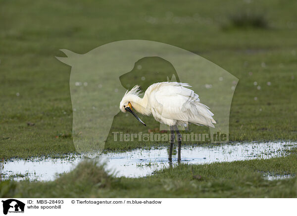 white spoonbill / MBS-28493