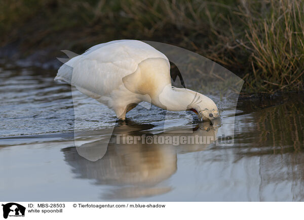 Lffler / white spoonbill / MBS-28503