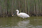 Eurasian Spoonbill