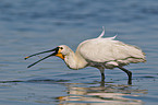 white spoonbill