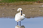 white spoonbill