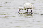 white spoonbill