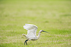 white spoonbill