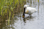 white spoonbill