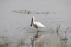 white spoonbill