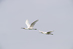 white spoonbill