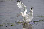 white spoonbill