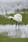 white spoonbill