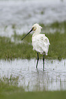 white spoonbill