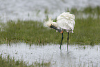 white spoonbill