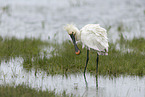 white spoonbill