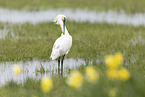 white spoonbill