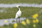 white spoonbill