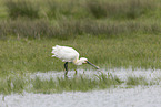 white spoonbill