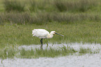 white spoonbill