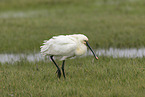 white spoonbill