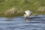 white spoonbill