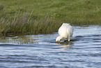 white spoonbill