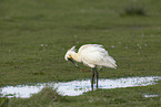 white spoonbill