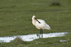 white spoonbill