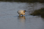 white spoonbill