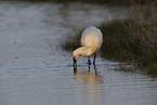 white spoonbill