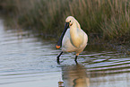 white spoonbill