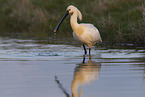 white spoonbill