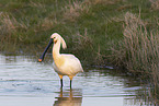 white spoonbill