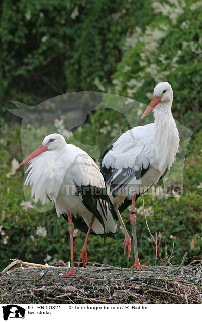 two storks / RR-00821