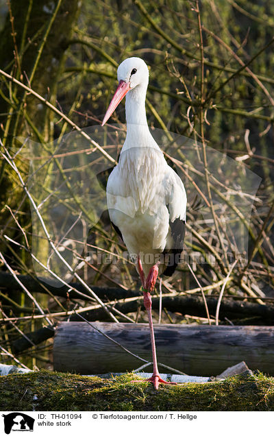 Weistorch / white stork / TH-01094