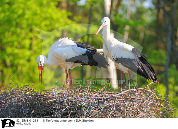 Weistorch / white stork / DMS-01231