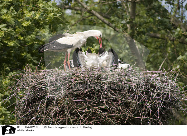 white storks / THA-02106