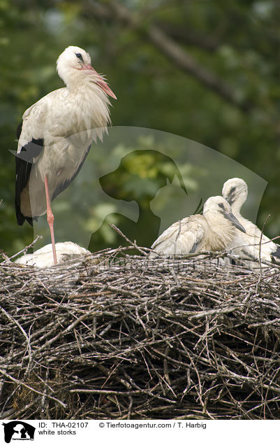 Weistrche / white storks / THA-02107