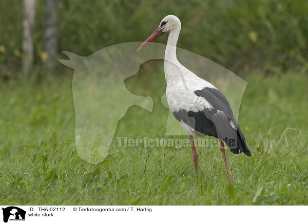 white stork / THA-02112