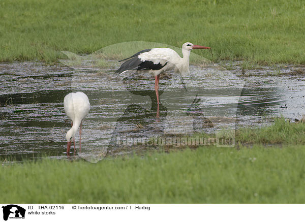 white storks / THA-02116