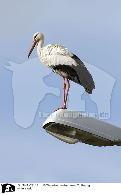 white stork / THA-02118