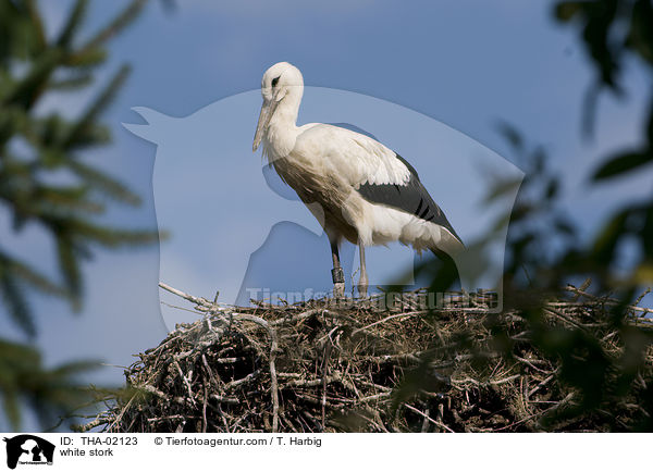 white stork / THA-02123