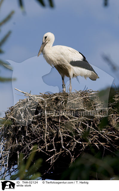 white stork / THA-02124