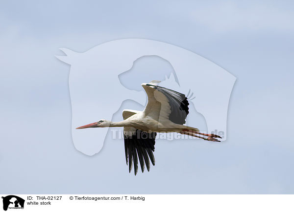 Weistorch / white stork / THA-02127