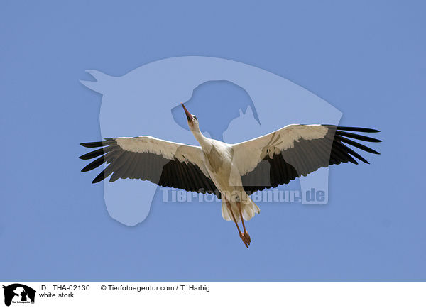 white stork / THA-02130