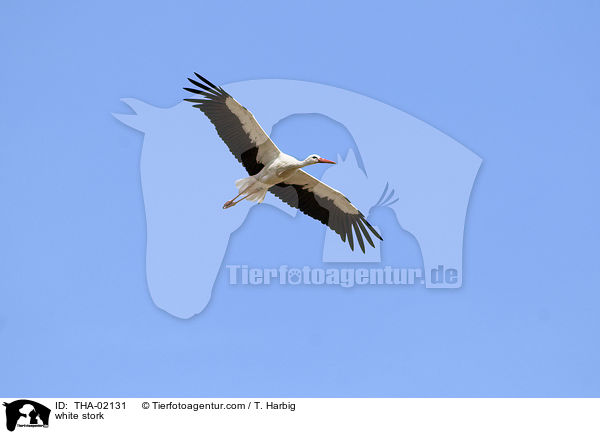 Weistorch / white stork / THA-02131