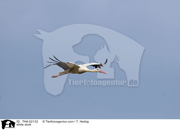 white stork / THA-02132