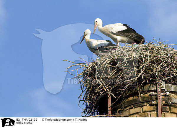 Weistrch / white storks / THA-02135