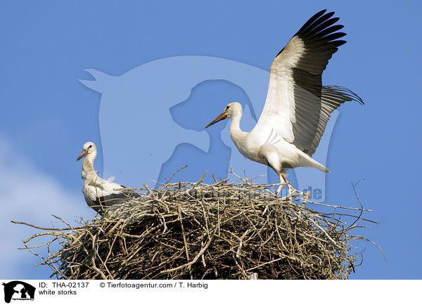 Weistrch / white storks / THA-02137