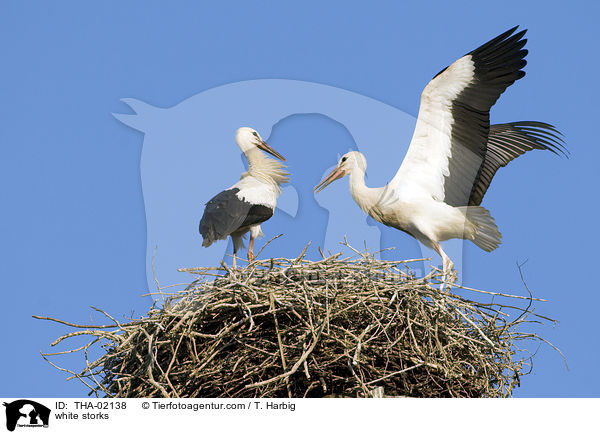 white storks / THA-02138