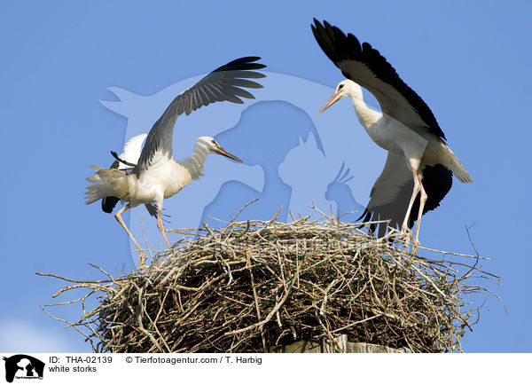 Weistrche / white storks / THA-02139