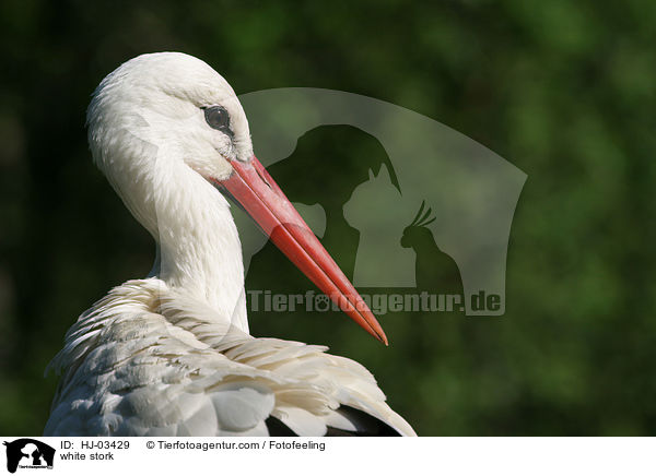 white stork / HJ-03429