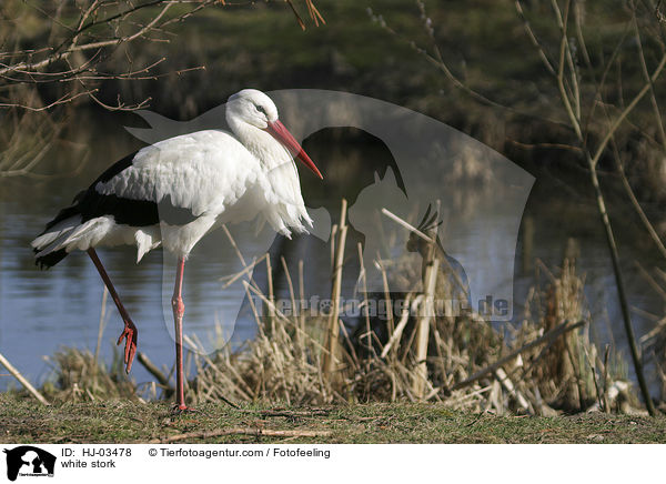 Weistorch / white stork / HJ-03478