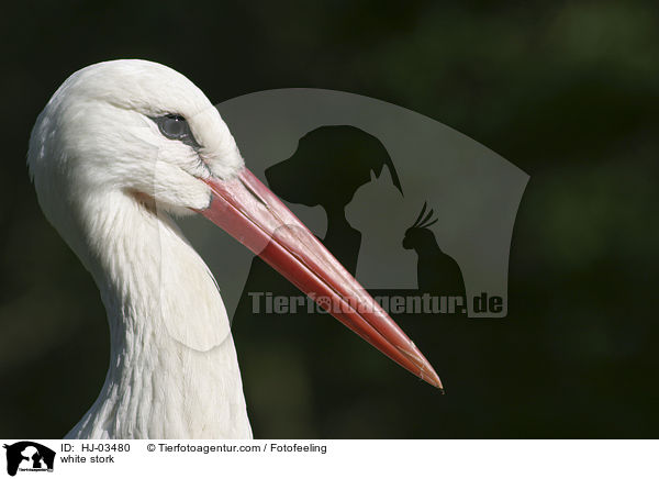 Weistorche / white stork / HJ-03480